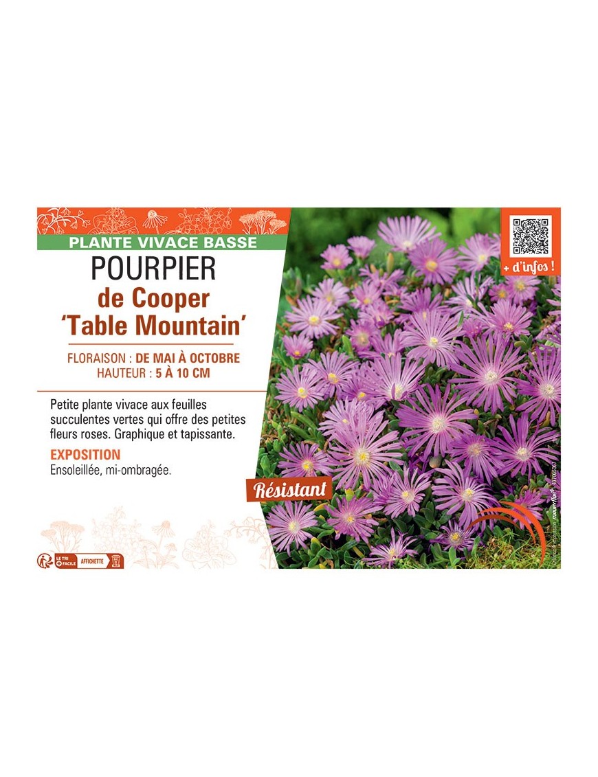 POURPIER DE COOPER TABLE MOUNTAIN