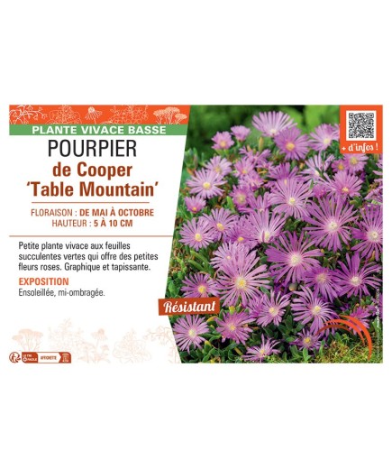 POURPIER DE COOPER TABLE MOUNTAIN