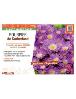 POURPIER DE SUTHERLAND