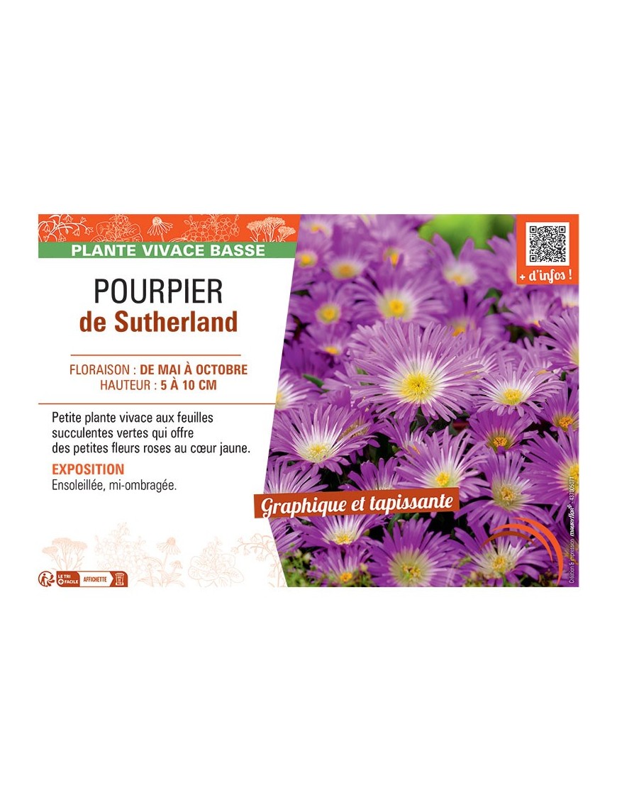 POURPIER DE SUTHERLAND