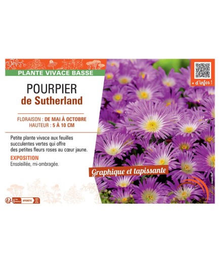 POURPIER DE SUTHERLAND
