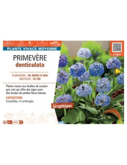 PRIMEVERE DENTICULATA (bleu)