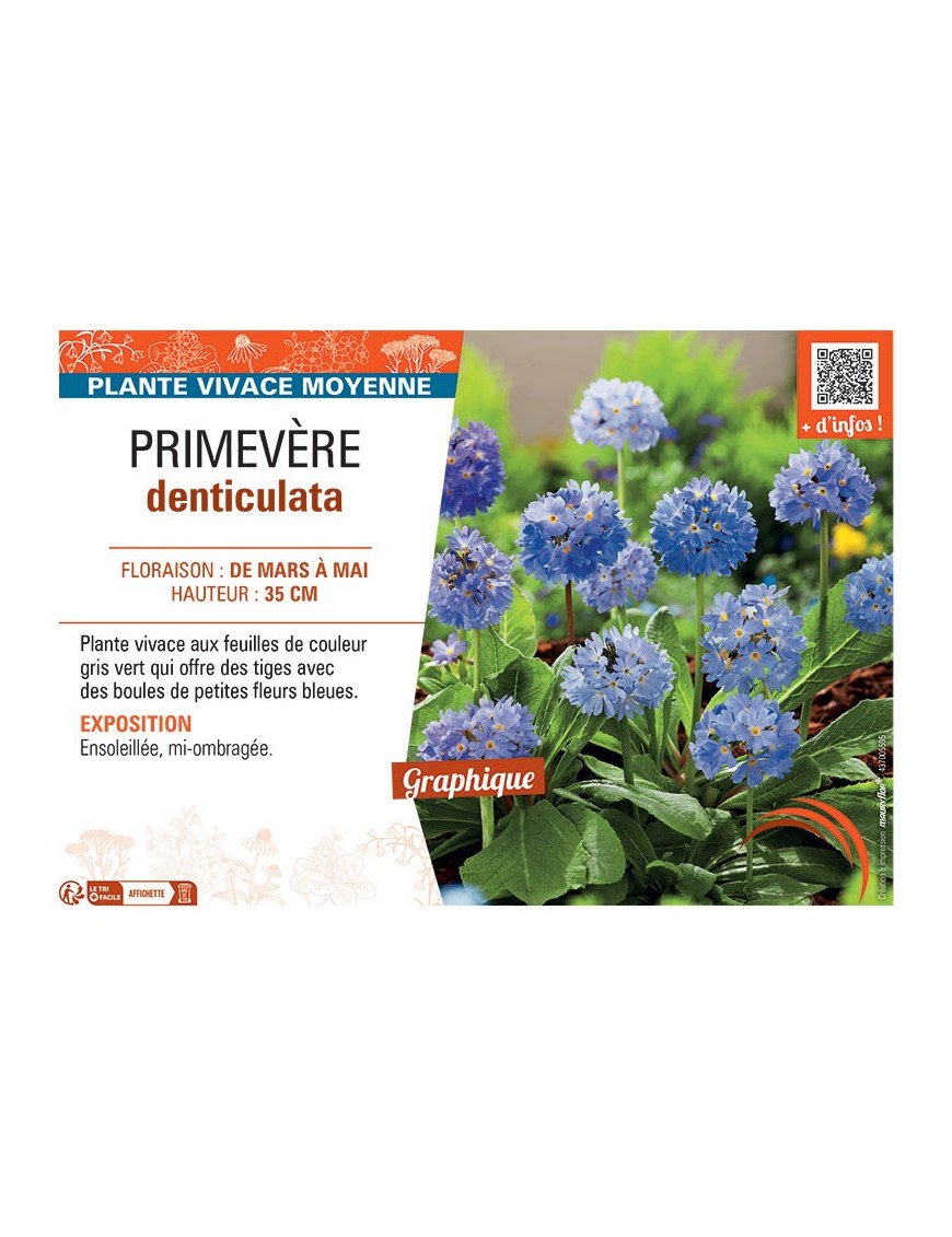 PRIMEVERE DENTICULATA (bleu)