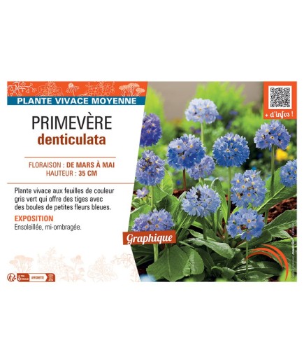 PRIMEVERE DENTICULATA (bleu)