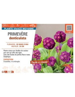 PRIMEVERE DENTICULATA (rose)