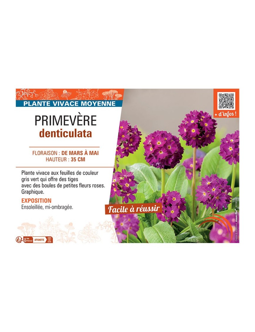 PRIMEVERE DENTICULATA (rose)