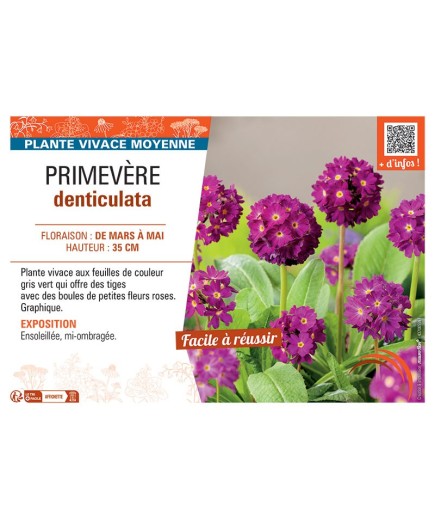 PRIMEVERE DENTICULATA (rose)