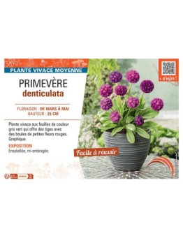 PRIMEVERE DENTICULATA (rouge)