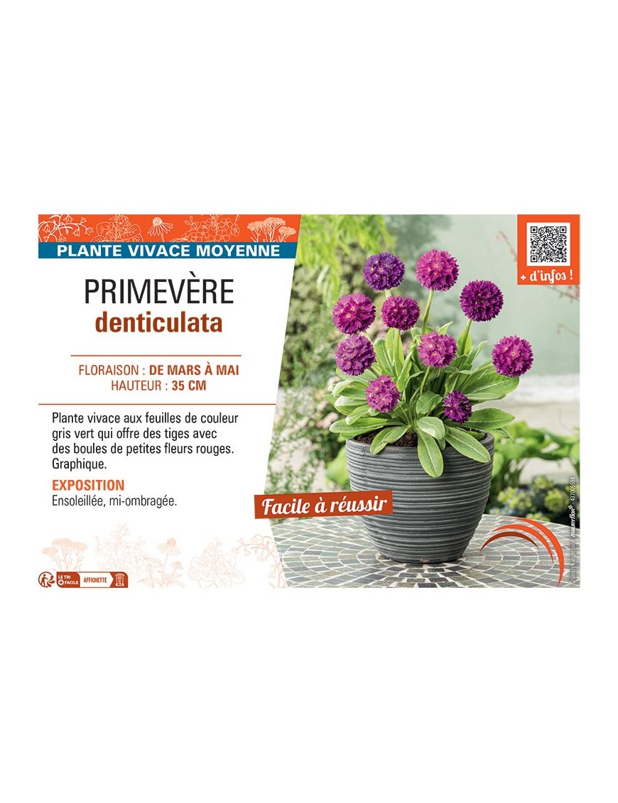 PRIMEVERE DENTICULATA (rouge)