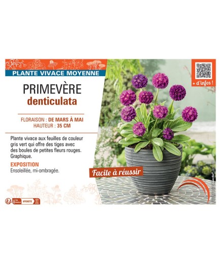 PRIMEVERE DENTICULATA (rouge)