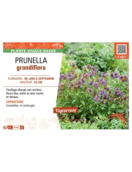 PRUNELLA GRANDIFLORA (bleu violet)