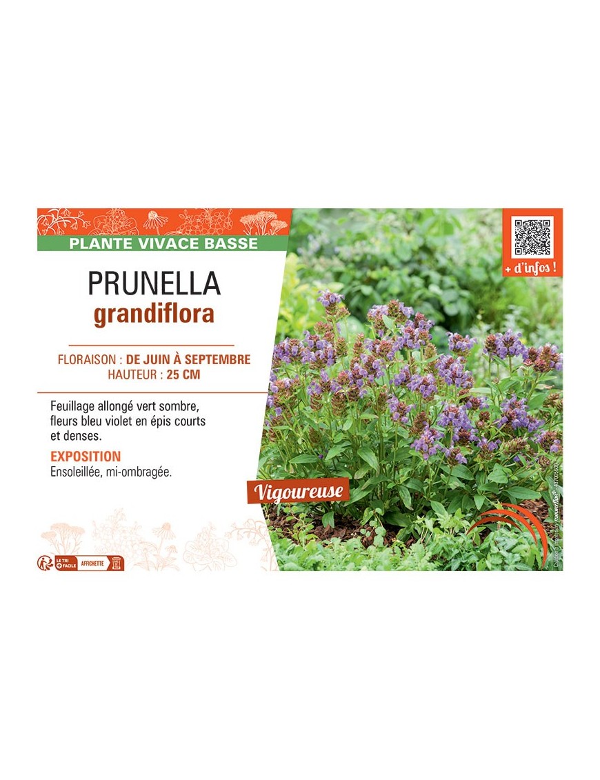PRUNELLA GRANDIFLORA (bleu violet)