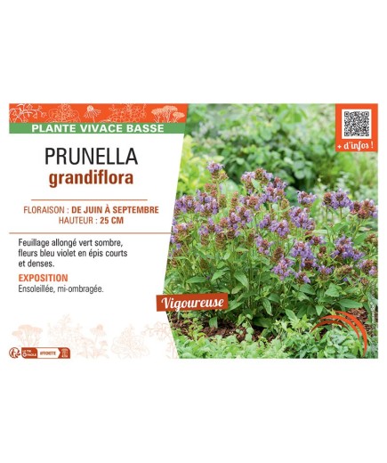 PRUNELLA GRANDIFLORA (bleu violet)