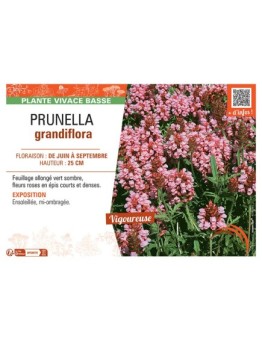 PRUNELLA GRANDIFLORA (rose)