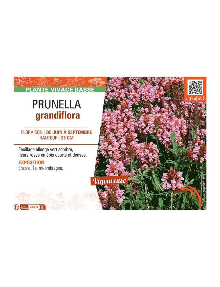 PRUNELLA GRANDIFLORA (rose)