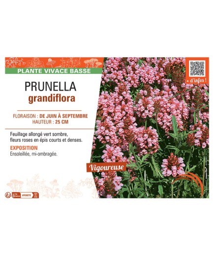 PRUNELLA GRANDIFLORA (rose)