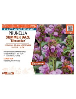 PRUNELLA SUMMER DAZE Binsumdaz