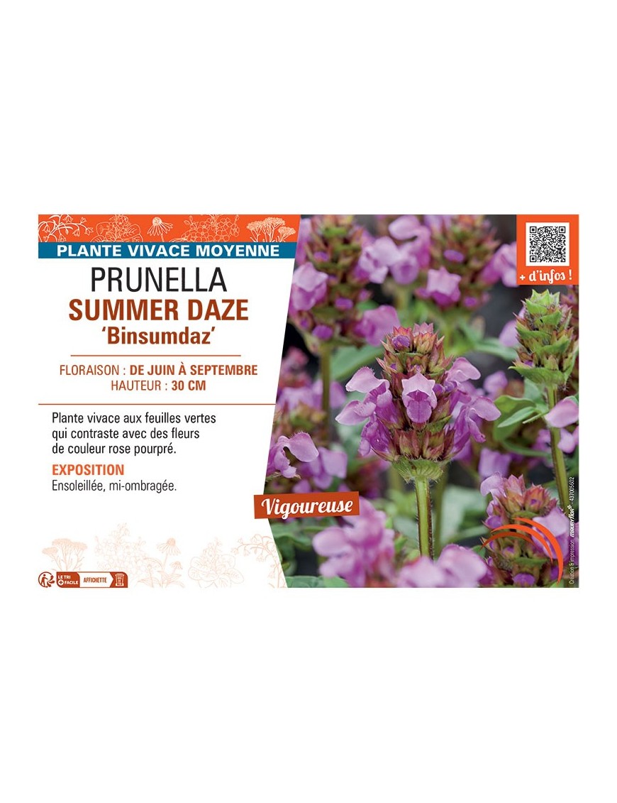 PRUNELLA SUMMER DAZE Binsumdaz