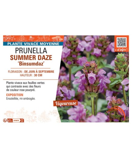 PRUNELLA SUMMER DAZE Binsumdaz