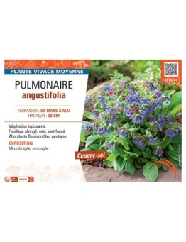 PUMONAIRE ANGUSTIFOLIA