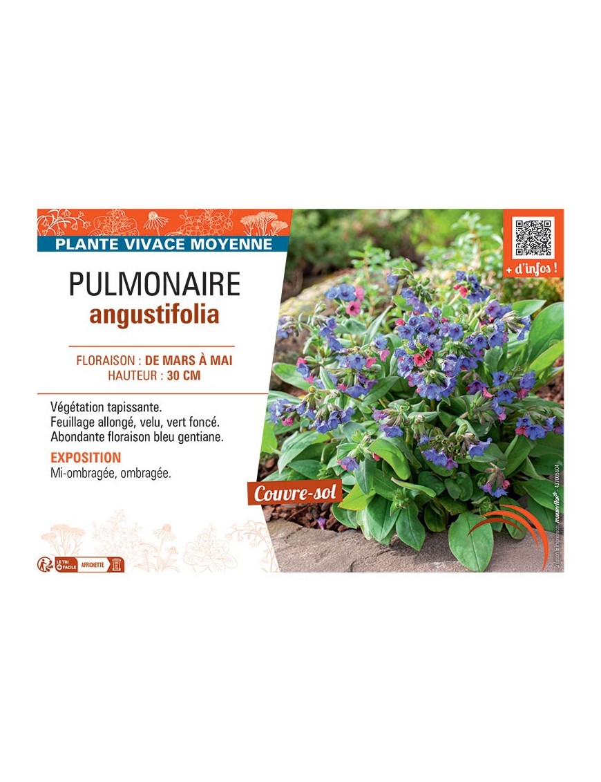 PUMONAIRE ANGUSTIFOLIA