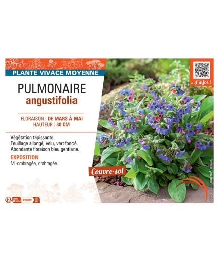 PUMONAIRE ANGUSTIFOLIA