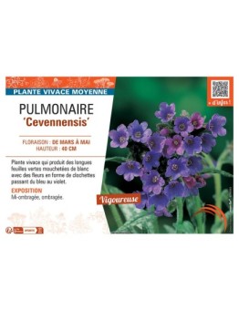 PUMONAIRE CEVENNENSIS