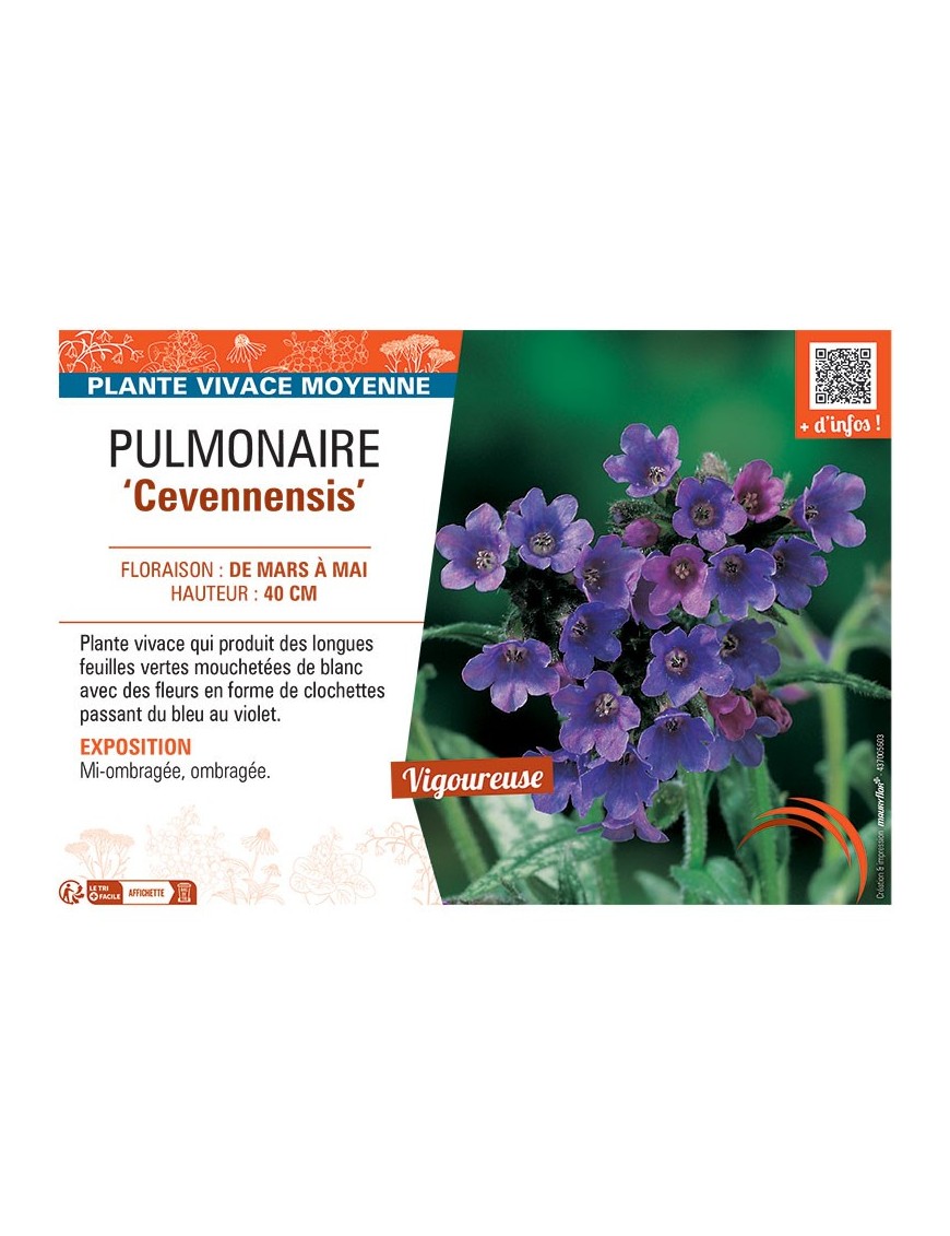 PUMONAIRE CEVENNENSIS