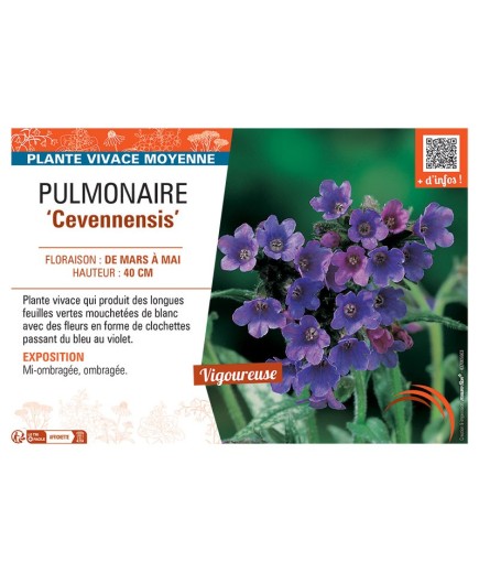 PUMONAIRE CEVENNENSIS