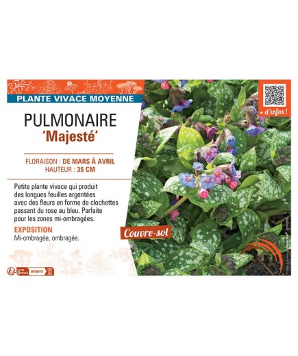 PUMONAIRE MAJESTE