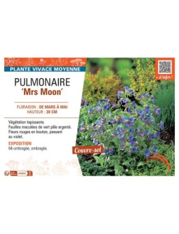 PUMONAIRE MRS MOON