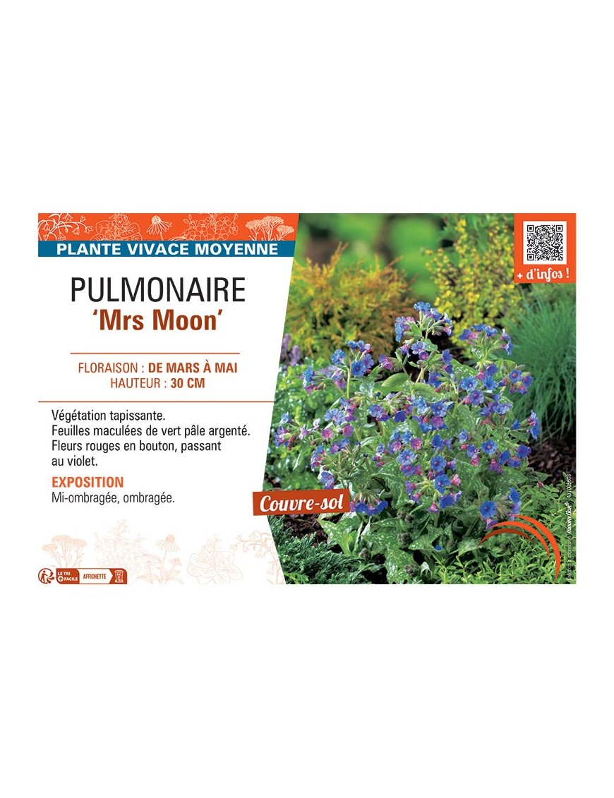 PUMONAIRE MRS MOON