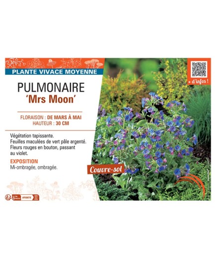 PUMONAIRE MRS MOON