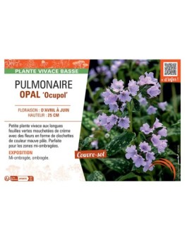 PUMONAIRE OPAL Ocupol