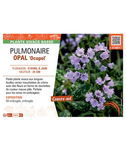 PUMONAIRE OPAL Ocupol