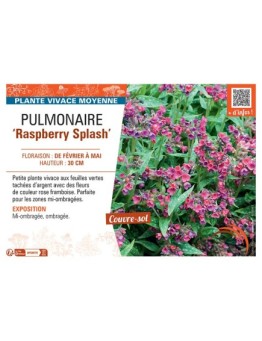 PUMONAIRE RASPBERRY SPLASH