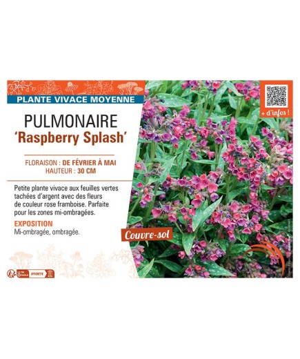 PUMONAIRE RASPBERRY SPLASH