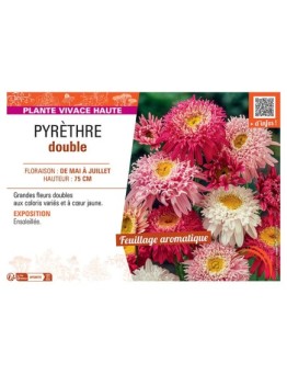 PYRETHRE DOUBLE (varié)