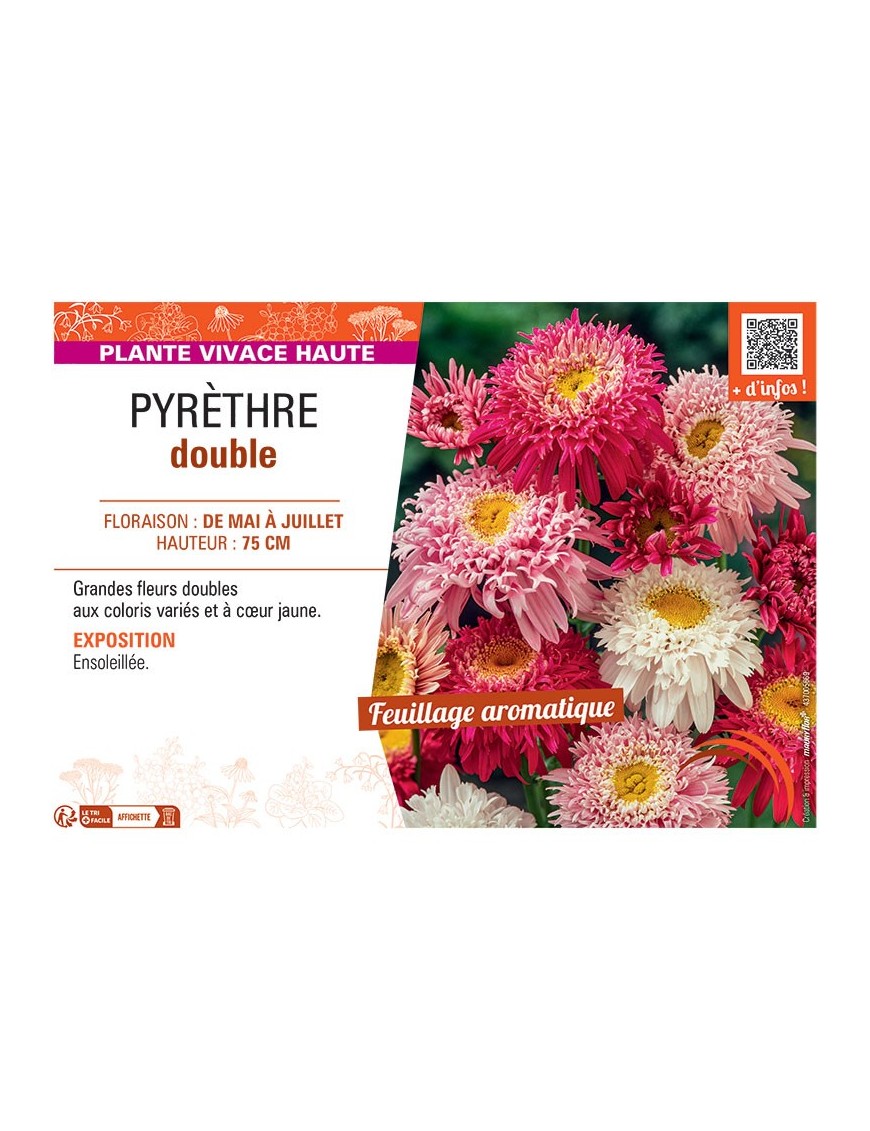 PYRETHRE DOUBLE (varié)