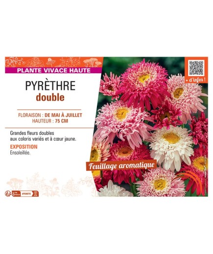 PYRETHRE DOUBLE (varié)