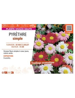 PYRETHRE SIMPLE (varié)