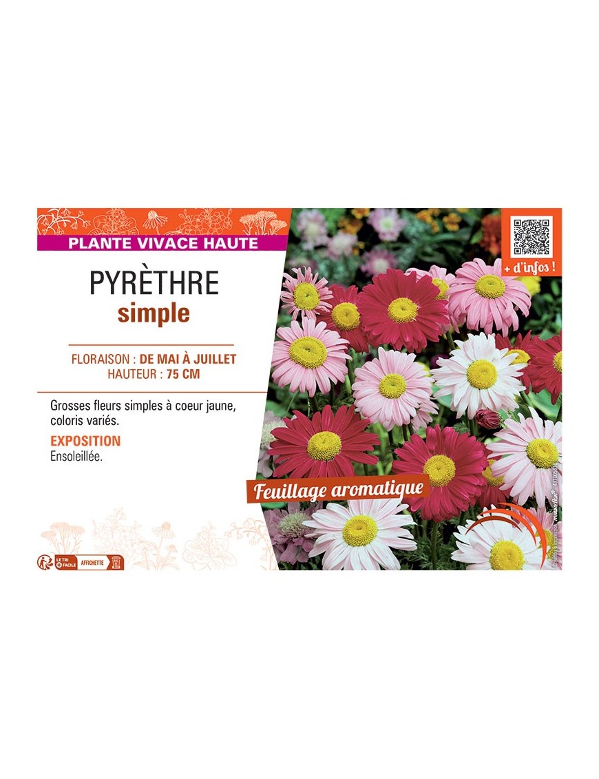 PYRETHRE SIMPLE (varié)