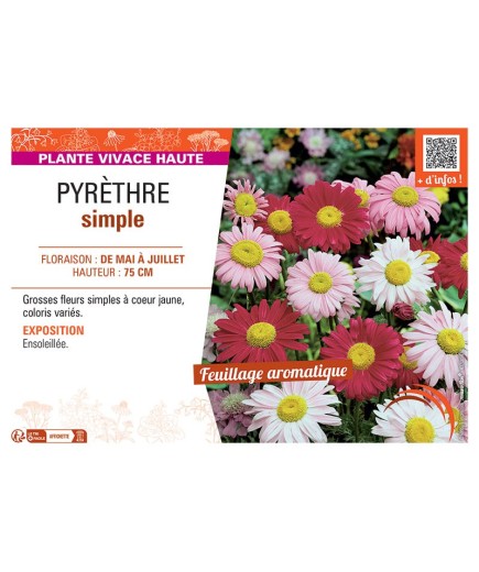 PYRETHRE SIMPLE (varié)