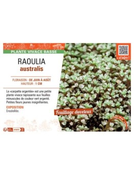 RAOULIA AUSTRALIS