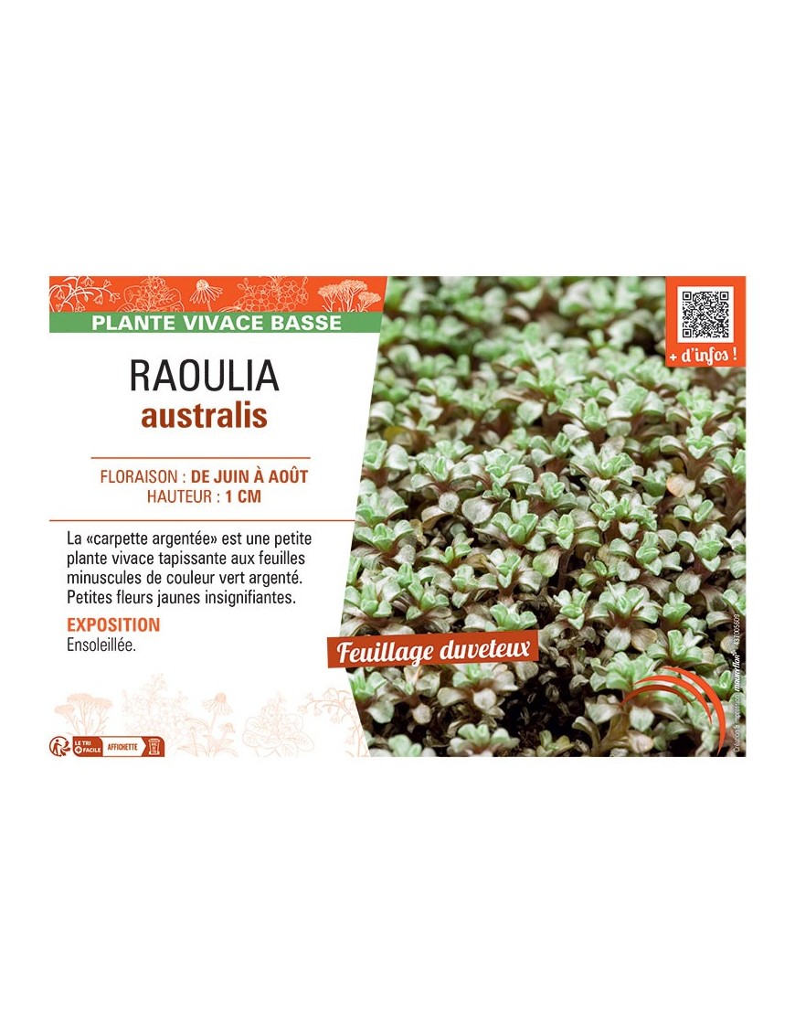 RAOULIA AUSTRALIS