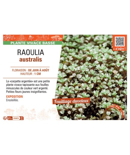 RAOULIA AUSTRALIS