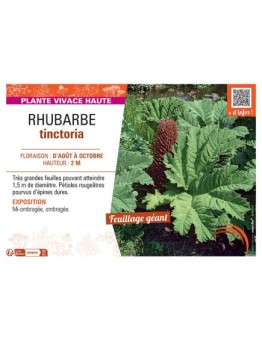 RHUBARBE TINCTORIA