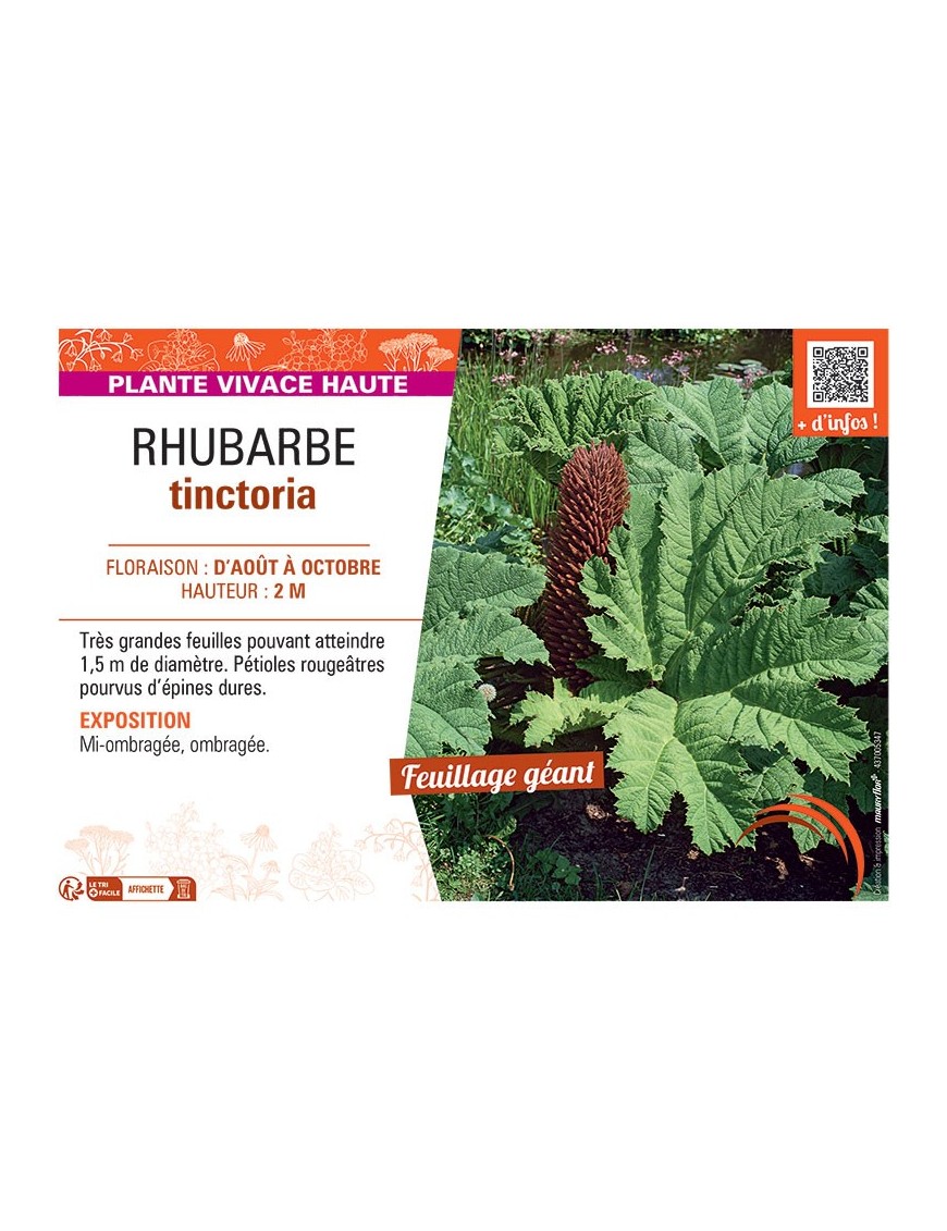 RHUBARBE TINCTORIA
