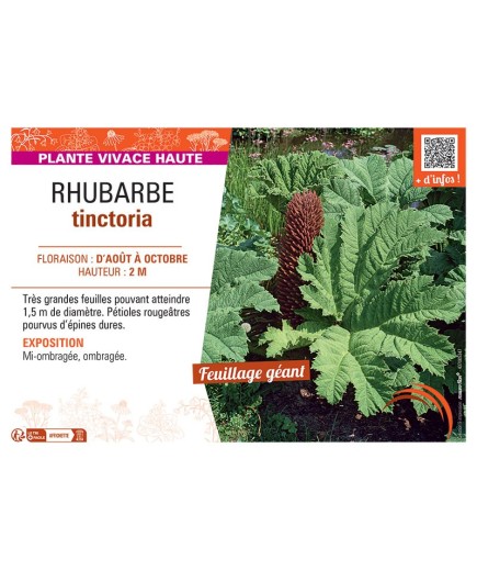 RHUBARBE TINCTORIA