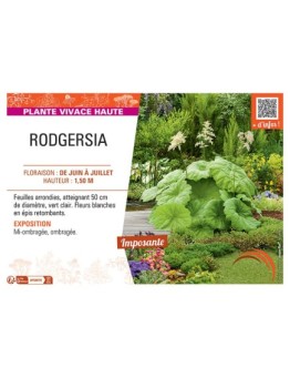 RODGERSIA (blanc)